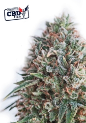 CBD+ Critical #47 - Positronics Seeds