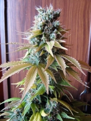 Blueberry - Seedsman