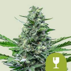 Royal Critical Automatic - Royal Queen Seeds