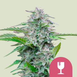 Critical - Royal Queen Seeds