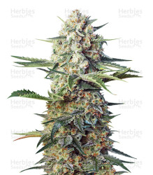 Crystal Candy F1 Fast Version (Sweet Seeds) Cannabis-Samen