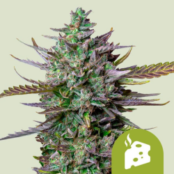 Blue Cheese Automatic - Royal Queen Seeds