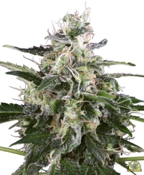 White Skunk Automatic - White Label Seeds