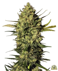 Master Kush Automatic - White Label Seeds