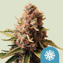 Euphoria CBD - Royal Queen Seeds