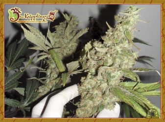 Afghan Cow - Dr Krippling Seeds