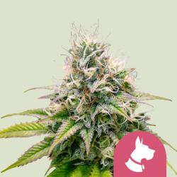 Kali Dog - Royal Queen Seeds