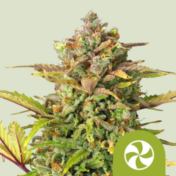 Sweet ZZ Automatic - Royal Queen Seeds