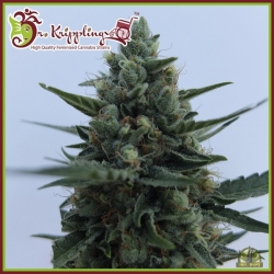 White Rush Auto - Dr Krippling Seeds