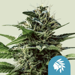 Tatanka Pure CBD - Royal Queen Seeds