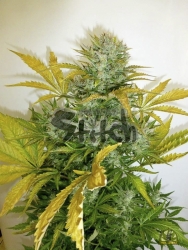 Kush Van Stitch Reg. - Flash Seeds