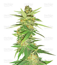 Sweet Bilbo (Genehtik Seeds) Cannabis-Samen