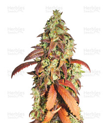 Kandy Kush (Reserva Privada) Cannabis-Samen