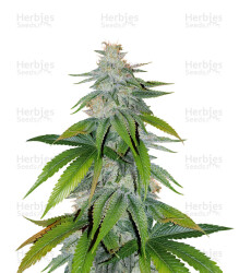 Skywalker Kush (Reserva Privada) Cannabis-Samen