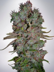 Auto Blueberry Domina - Ministry of Cannabis