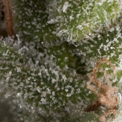 Auto Fresh Candy - Pyramid Seeds