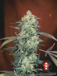 AK 47 regulär - Serious Seeds