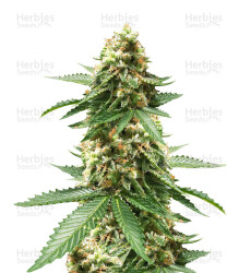 Early Widow (Advanced Seeds) Cannabis-Samen