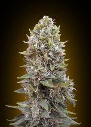 Auto Cheese Berry - 00 Seeds