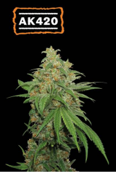 AK420 Auto - Seedstockers