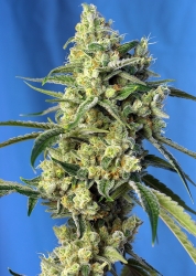 Sweet Amnesia Haze - Sweet Seeds