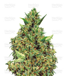 Jamaican Pearl (Sensi Seeds) Cannabis-Samen