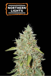 Northern Lights - Seedstockers