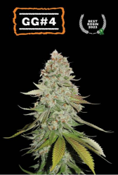 Gorilla Glue - Seedstockers