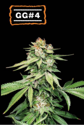 Gorilla Glue Auto - Seedstockers