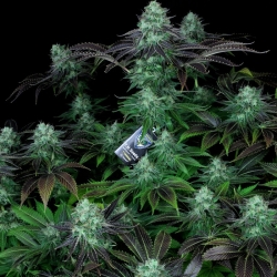 Dark Star Kush regulär - T.H. Seeds