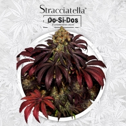 Stracciatella - T.H. Seeds