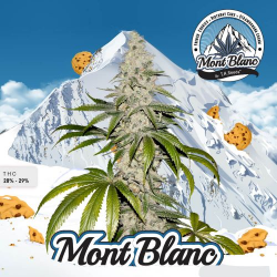 Mont Blanc - T.H. Seeds