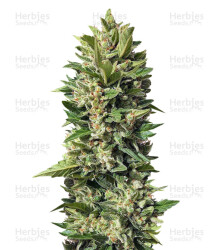 Golden Tiger (Ace Seeds) Cannabis-Samen