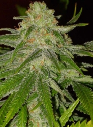 Cinderella 99 - BC Bud Depot