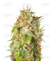 Zamaldelica regular (Ace Seeds) Cannabis-Samen