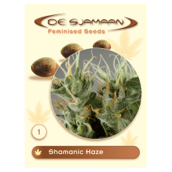 Shamanic Haze - De Sjamaan Seeds