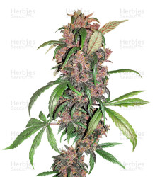 Red Mandarine F1 Fast Version (Sweet Seeds) Cannabis-Samen