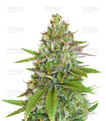 Sweet Pure Auto CBD (Sweet Seeds) Cannabis-Samen