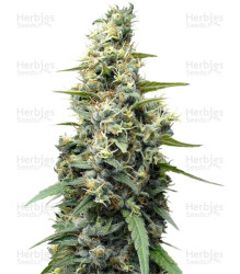 Panama Haze (Ace Seeds) Cannabis-Samen