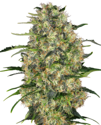 Black Domina - Sensi Seeds