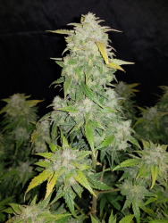 Amnesia Haze Auto (Original) - FastBuds Seeds