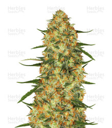 Five-O (Blackskull Seeds) Cannabis-Samen