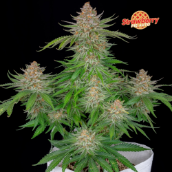 Strawberry Pie Auto - FastBuds Seeds