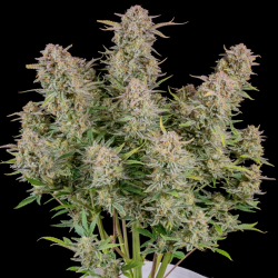 Bruce Banner Auto - FastBuds Seeds