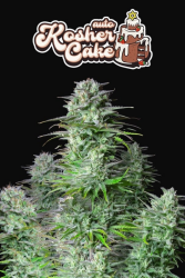 Kosher Cake Auto - FastBuds Seeds