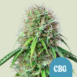 Royal CBG Automatic - Royal Queen Seeds