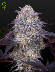 King's Juice Auto - GreenHouse Seeds