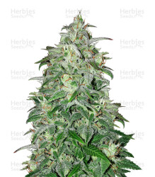 THC Bomb Auto (Bomb Seeds) Cannabis-Samen