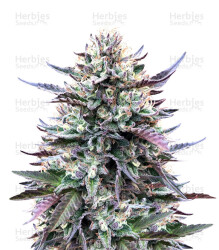 Gelato (Original Sensible Seeds) Cannabis-Samen