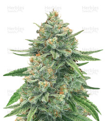 GG#4 Original Glue Auto (Original Sensible Seeds) Cannabis-Samen